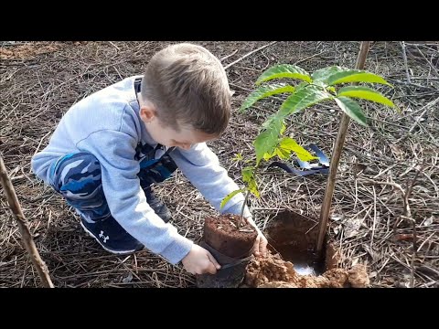 Sicoob Cooplivre promove plantio de mudas nativas na Fazenda Milhã, em Capivari