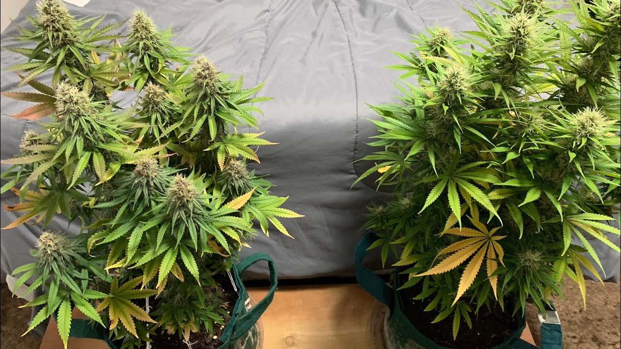 Purple Hindu Kush and Swiss 🧀