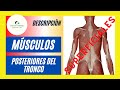 Músculos superficiales posteriores del tronco