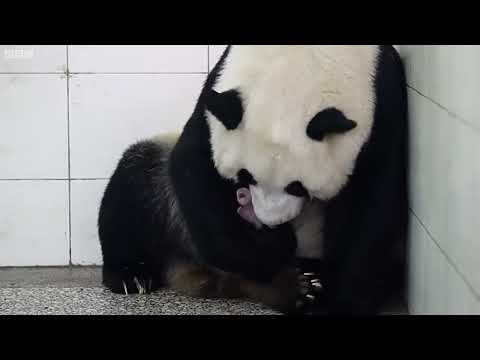 "Why Are Baby Pandas So Tiny? The Surprising Truth!"