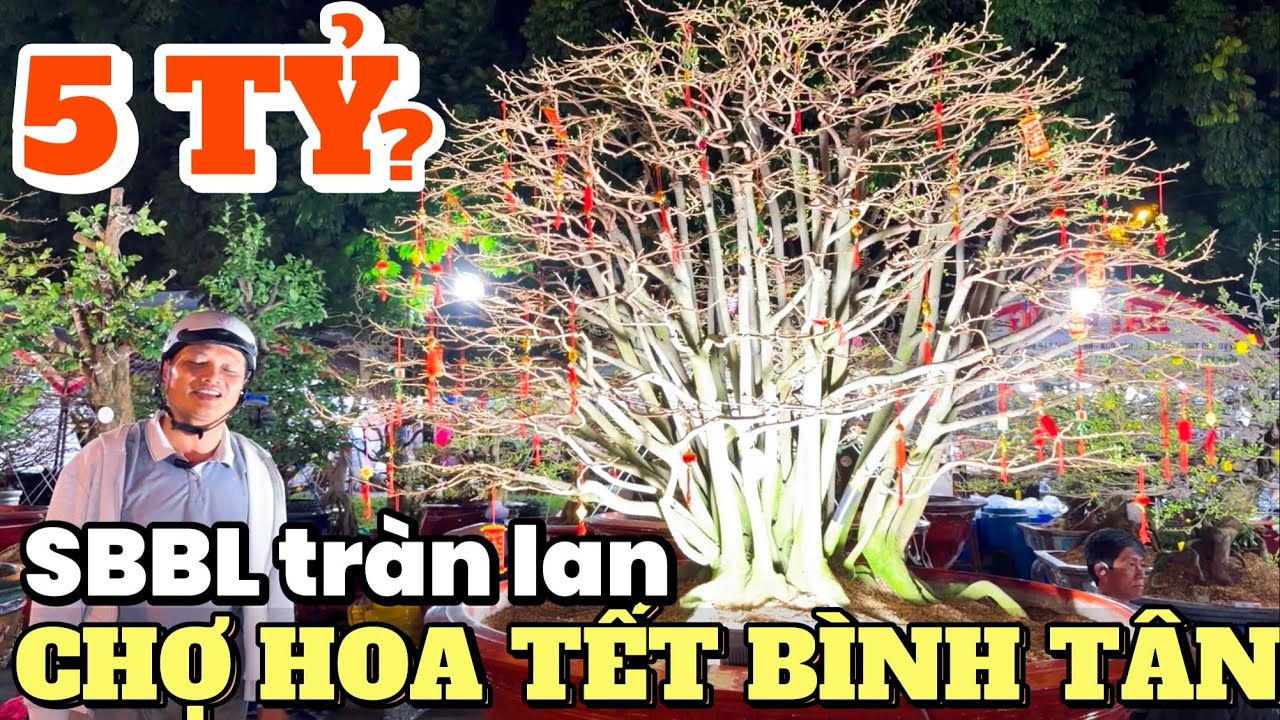 Đi tìm cây mai 5 tỷ chợ hoa Tết Bình Tân 2026 kì lạ SBBL trổ full phát hiện cây zin bông đẹp ĐỘC LẠ