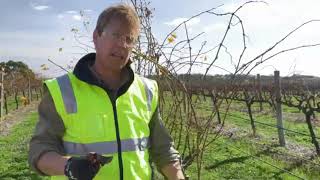 A beginner’s guide to grapevine pruning