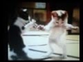 le chat dance la gangnam style