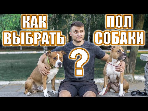 Как выбрать пол собаки || ДРЕССИРОВКА СОБАК || "CHAMPION"
