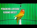 Pancingan Lovebird Fighter supaya Ngekek Panjang