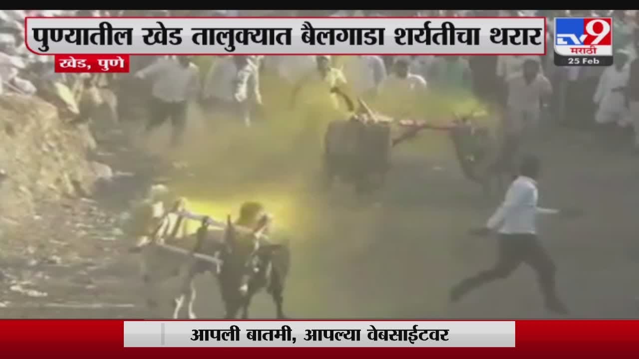 Pune Bailgada Sharyat  Thrill of bullock cart race in Khed taluka of Pune