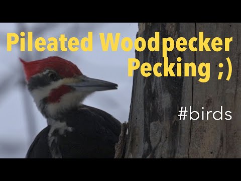 Pileated Woodpecker (Dryocopus pileatus) - Pecking Wood