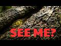 Can You See the Predator? Nature's Deadliest Masters of Disguise #MastersOfDisguise #WildIllusion