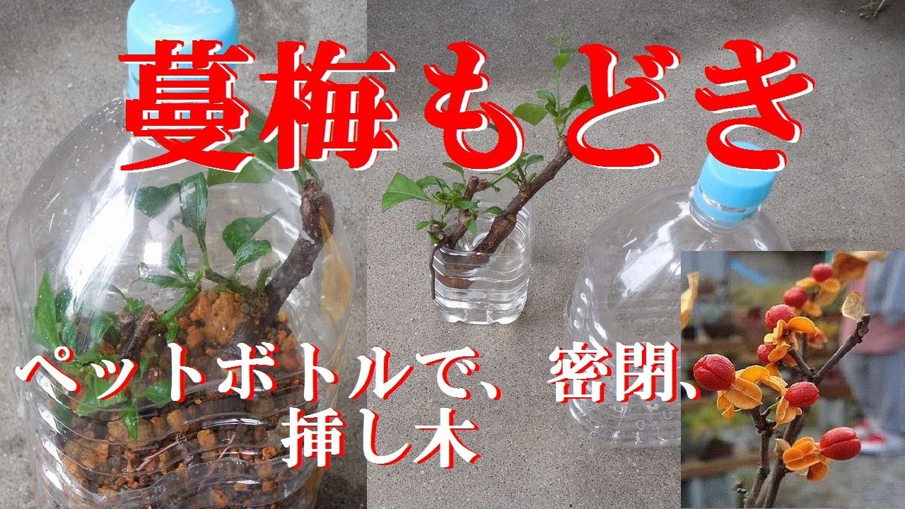 小品盆栽 密閉挿し ツルウメモドキをペットボトルに挿し木 密閉挿し 湿度を100 に近づける Put Thuruumemodoki In A Pet Bottle Cut It Seal It Youtube 小品盆栽 密閉挿し ツルウメモドキをペットボトルに挿し木 密閉挿し 湿度を100 に近づける Put Thuruumemodoki In A Pet Bottle Cut It Seal It Youtube