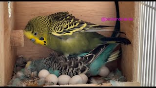 Budgie laying an egg (Turquoise the budgie with some help on body massage from Jade the male budgie) screenshot 5