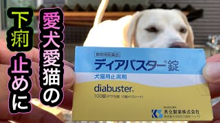 【ディアバスター】猟犬カシンの下痢に【愛犬愛猫に】