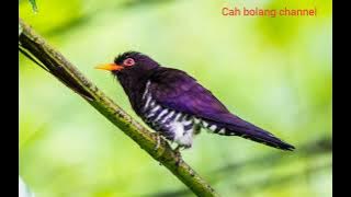 masteran burung kedasi unggu/suara pikat burung kedasi unggu