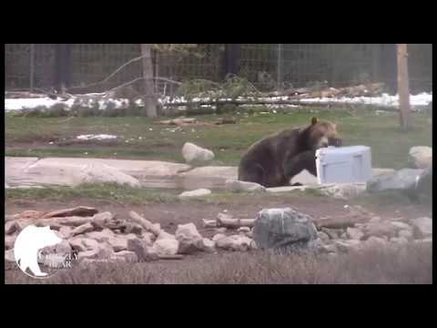 Video: Bear-Proof Cooler Testing: Hvor Mærker Sender Prototyper, Der Skal Knuses