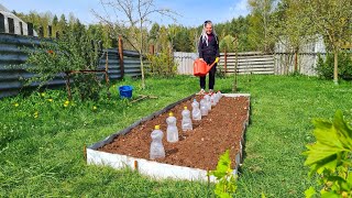 2 раза "поссорились" покуда сажали грядку :) Жизнь в деревне молодой семьи!