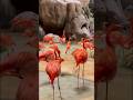 How Flamingos Get Their Pink Color? Why Are Flamingos Pink? #shorts