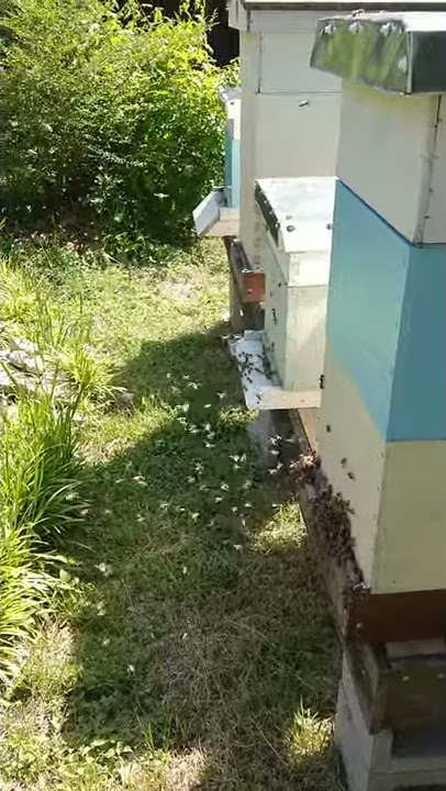 Unsettled Bees today