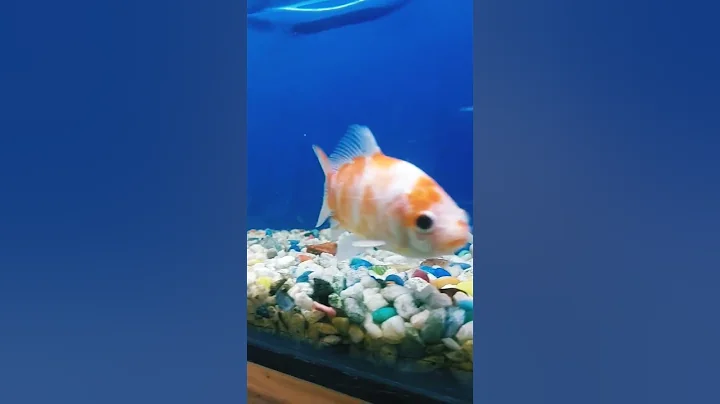 Gold fish 🐟 #shortvideo #shorts #goldfish #viral #trending #fish