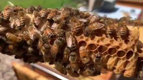 Beginning Beekeeping. My first split of the season using swarm cells.