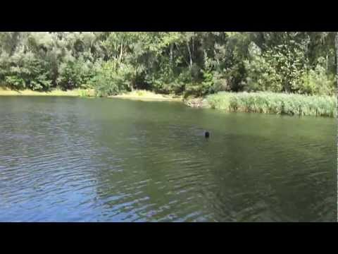 Trainingseinheit - Bajen bei der Freiverlorensuche am Wasser VDH - Gordon Setter Zucht