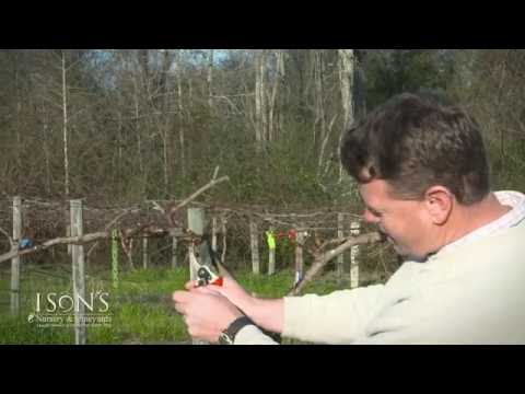 Ison&rsquo;s Nursery Pruning Mature Muscadine Vines Instructional