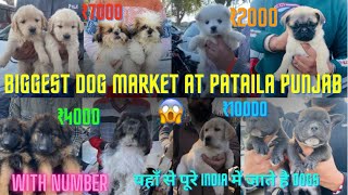 Biggest Dog Market at Pataila Punjab😱 यहाँ से पूरे India में जाते है Dogs 😧 With Number