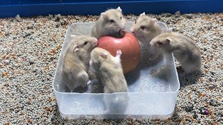 Cute Hamster: Hamsters eat an apple.