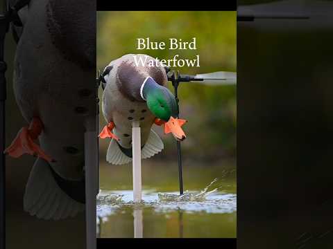 Blue Bird Waterfowl