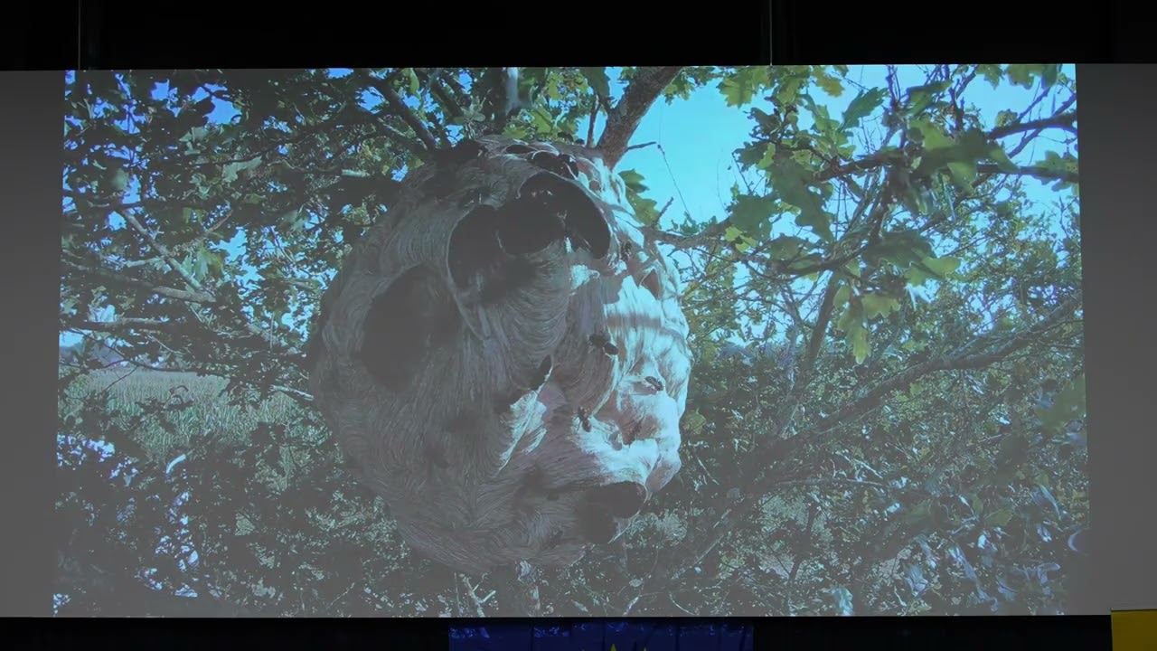 Biologie sršně asijské. Přednáška Mgr. Heleny Prokové, PhD.