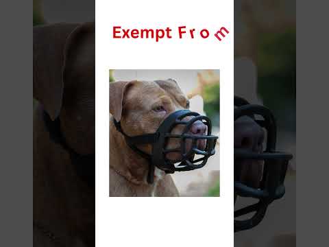 Dog Muzzles: Basket Vs Fabric - What's The Difference? #shorts #dogbehaviour