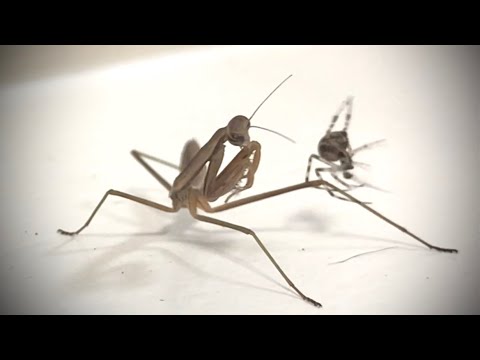 Praying Mantis VS Spider