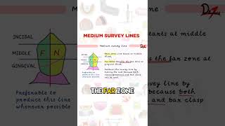 Medium Survey Lines