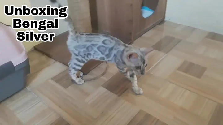 Watch the video about Unboxing Kitten Bengal Silver Pedigree