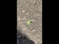 Imperfect Corn Stand? AI Diagnoses the Problem & Predicts Yield Loss in Seconds