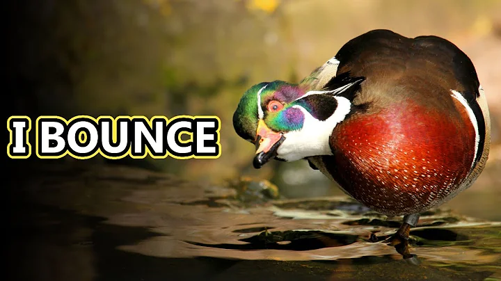 Wood Duck facts: they nest in trees! | Animal Fact...