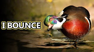 Wood Duck facts: they nest in trees! | Animal Fact Files