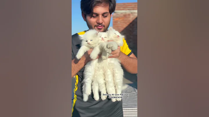 Watch the video about Persian kittens in Pakistan with home delivery/Cats wholesale market in Pakistan #cats #kitten #pets