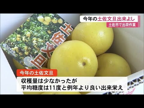 平均糖度は11度！土佐文旦の出荷が最盛期 春先の旬の味覚はいかが