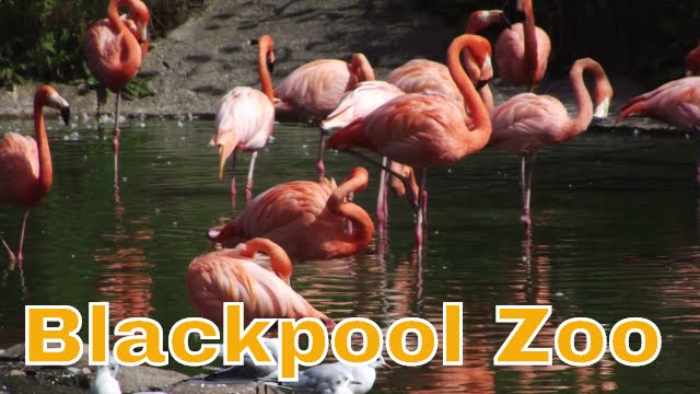 Cute Animals At Blackpool Zoo | 2011
