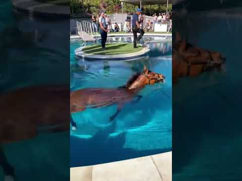 Horse running in the swimming pool #viralshorts #horse #pets #moynacreation