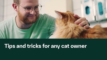 How to de-stress your cat at the veterinary clinic