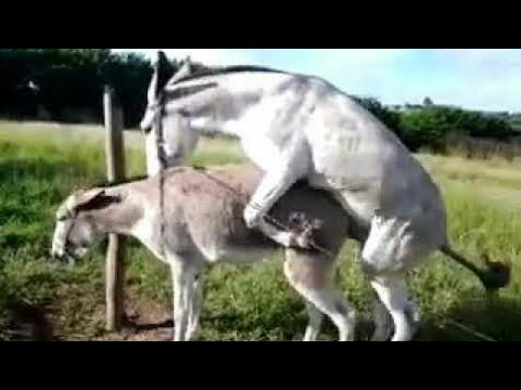 Donkey mating gay - 🧡 Frank Tufano & Vegan Gains: Make Love Not War Ab...