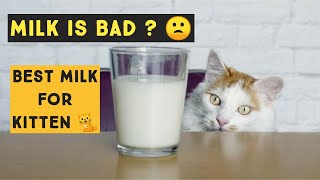 What Do Cats Drink & Is Milk Bad for Cats Should I Feed My Cat Milk | Best milk for Kitten