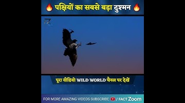 Hawk Birds Facts | Hawk Attacks | Dangerous Birds | Beautiful Birds | Shorts | Animal |Fact Zoom