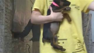 Видео Теперь ТУДА есть ОТДЕЛЬНЫЙ ВХОД! (автор: ДелаСадовые)