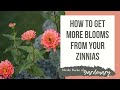 How to Get More Blooms from Zinnia Flowers