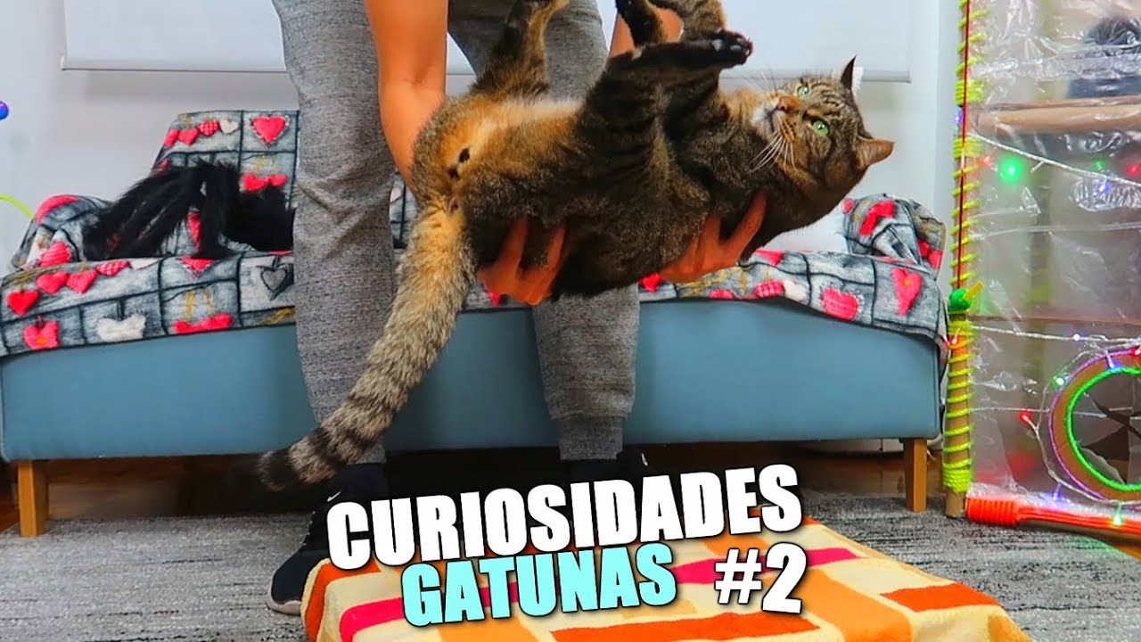 ⁣CURIOSIDADES DE LOS GATOS 2