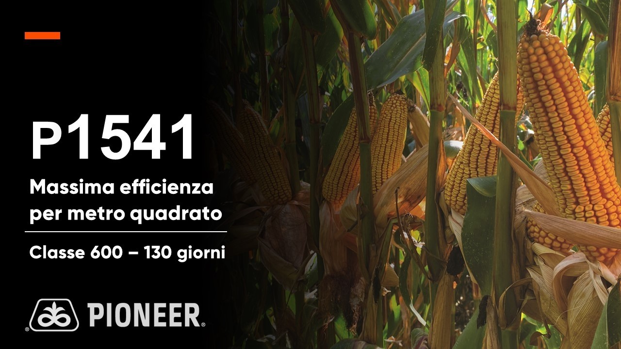 P1541: il mais con la massima efficienza a metro quadrato