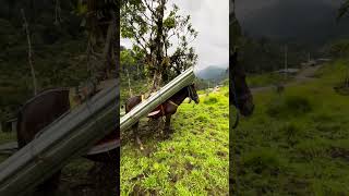 Moving roofing #offgrid #barnbuilding #homestead #nature