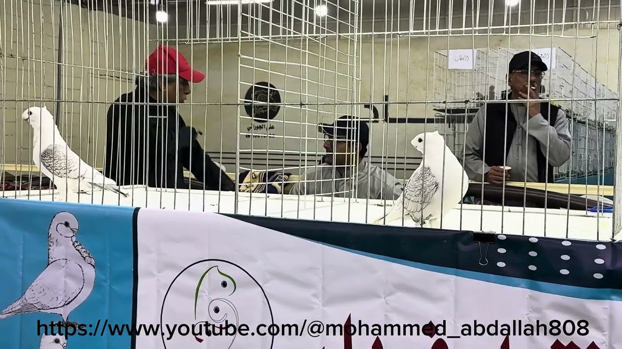 Oriental Frill Kuwait Show for Young Birds champion Satinette  #pigeon #birds #