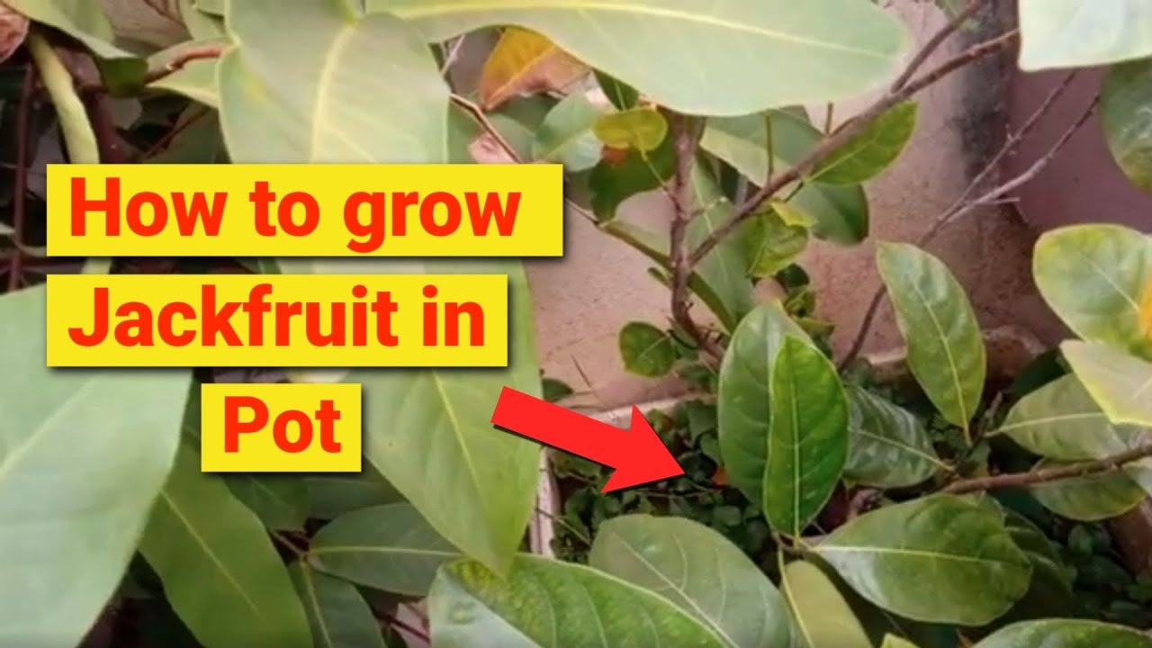 growing jackfruit indoors how to grow kathalfruit tree how to grow